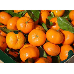 Mandarina 1 kg
